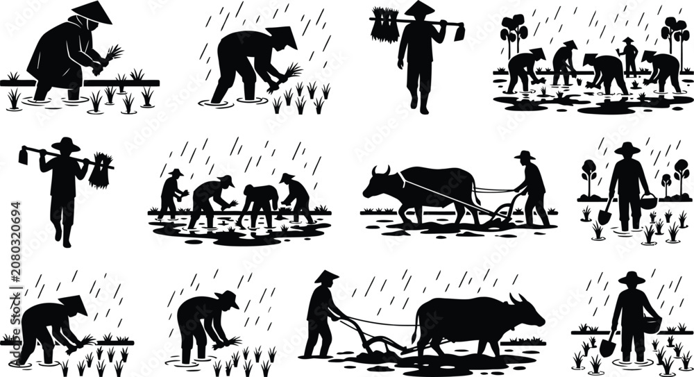 Fototapeta premium Traditional rice farming activities in paddy fields