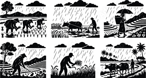 Photos Farmers working in rice fields during rainy season