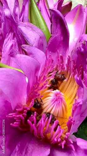 Macro close-up of honey bees collecting pollen inside a vibrant pink water lily blossom. Colorful aquatic flower with active pollinators in natural daylight.