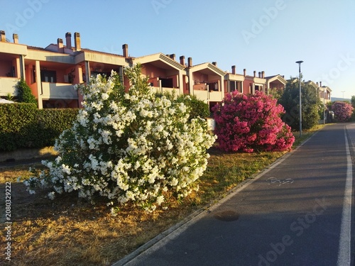 Paseo peatonal y carril bici junto a edificios residenciales y adelfas en flor al atardecer en Orbetello, Italia.