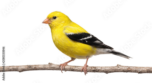 Quadro su tela American goldfinch bird perched on a branch