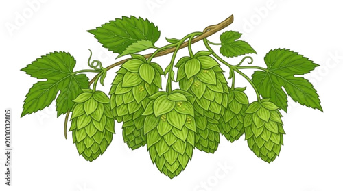 Tableau sur toile Fresh green hops cone, botanical flat vector illustration, crisp details, isolated on white background