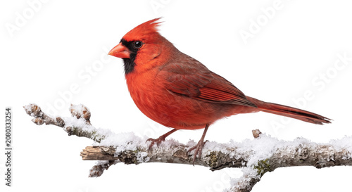 Принти на полотні Male northern cardinal perched on snowy branch