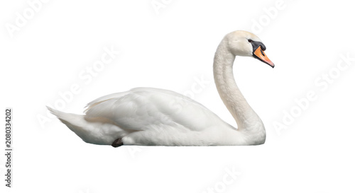 Fotografie Elegant white mute swan floating profile view