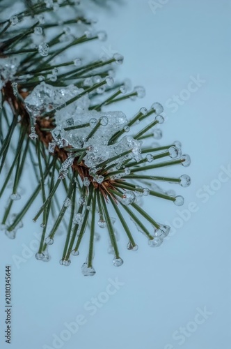 Ice Forms on Pine Tree Needles in Winter Morning Light Near a Snowy Landscape