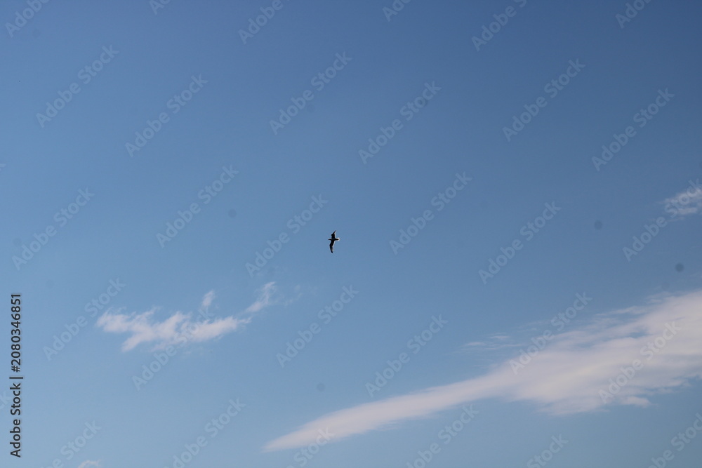 Fototapeta premium a bird flying in the sky, blue sky, background,
