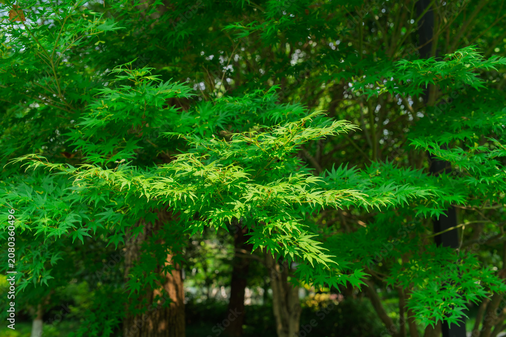 Fototapeta premium Lush green maple tree branches with dense foliage in Baita Park in Hangzhou