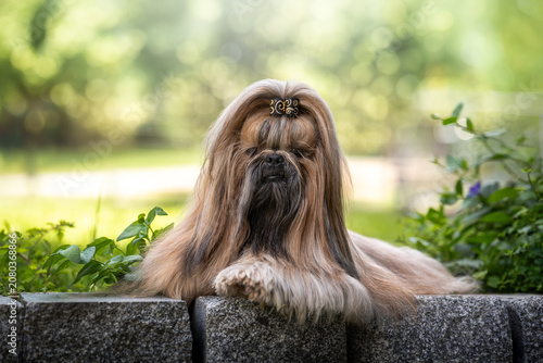 Fotografie Shih Tzu dog standing on a green lawn outdoors
