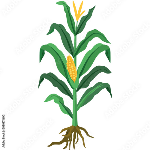 Flat illustration of a corn plant with roots