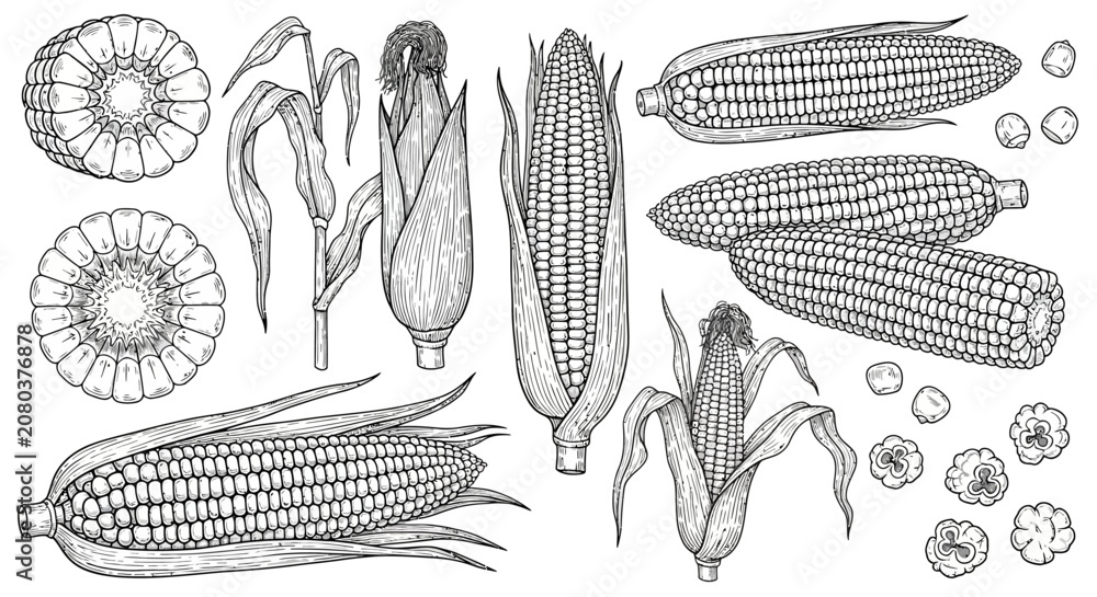 Fototapeta premium Black and white corn illustrations, corn vector set, maize icons, agricultural symbols