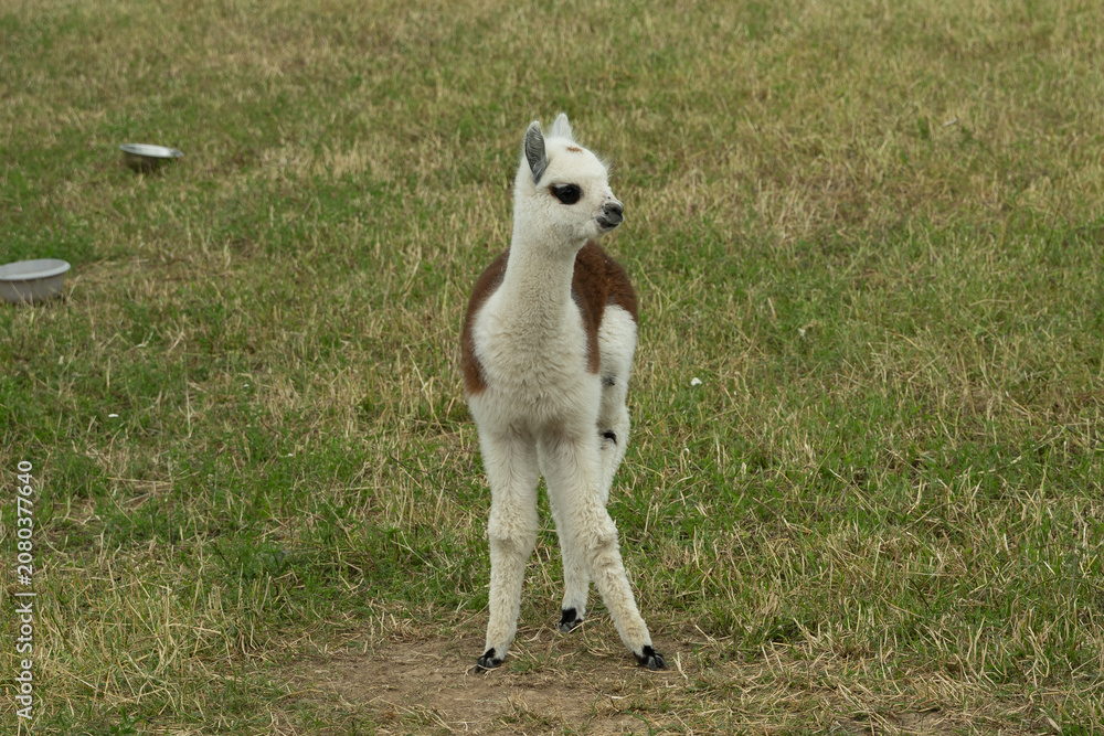 Fototapeta premium alpaka tier natur lama baby
