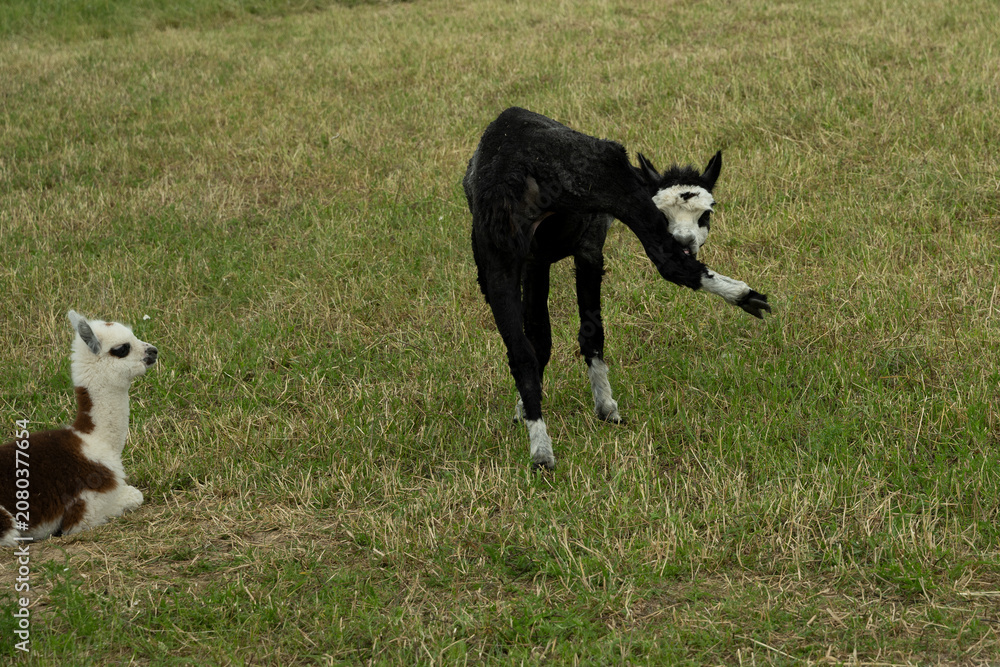 Fototapeta premium alpaka tier natur lama
