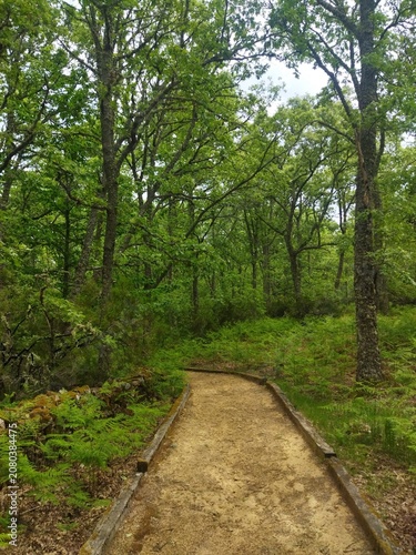 Sendero de tierra delimitado con madera en la Senda de los Castaños Centenarios, El Casarito, Salamanca, España.