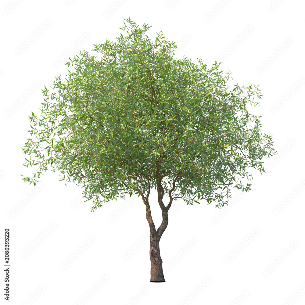 Fototapeta premium Chinese willow green tree isolated transparent background photo realistic 3d rendering PNG 16 bit with alpha channel