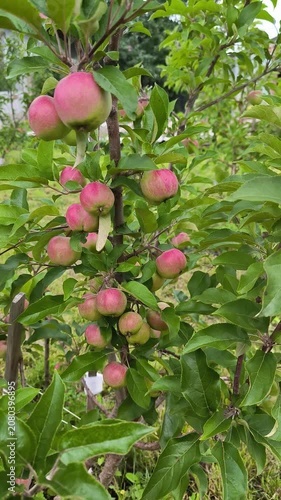 apples on a tree