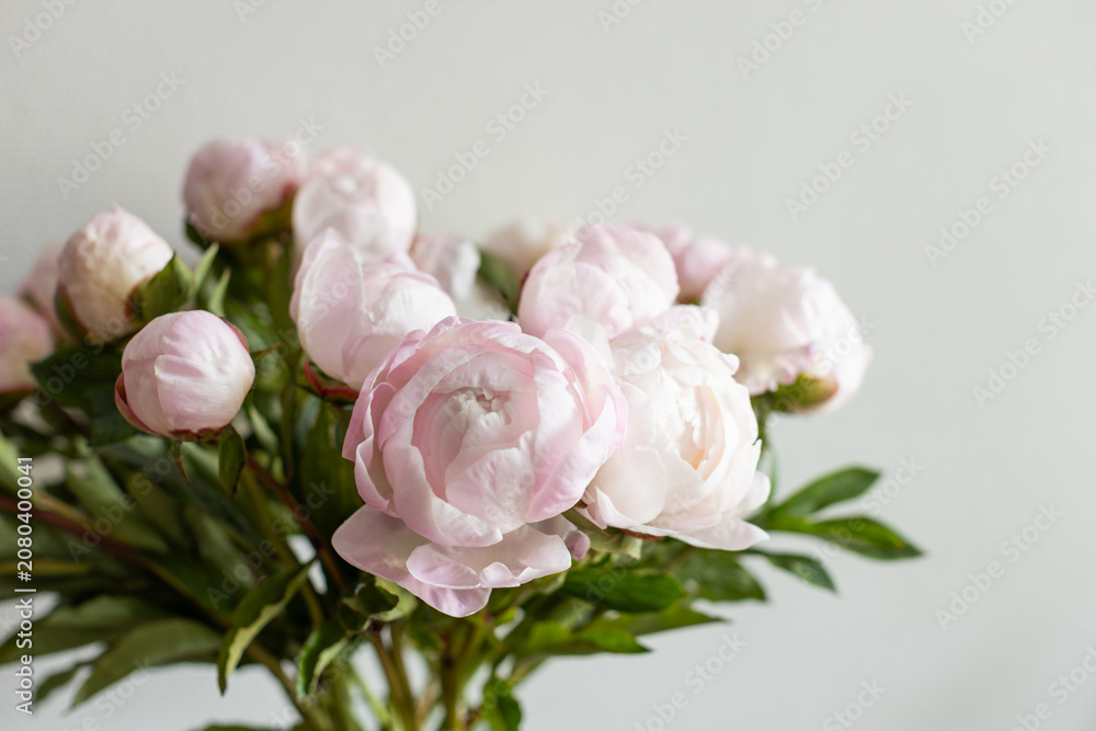Fototapeta premium Vertical shot of lush pink peony bouquet with green leaves against neutral grey wall in natural light.
