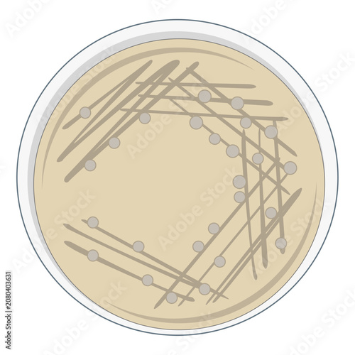 Canvastavla Bacterial Colony Isolation on Agar Plate Using Streak Plate Method Vector Illust