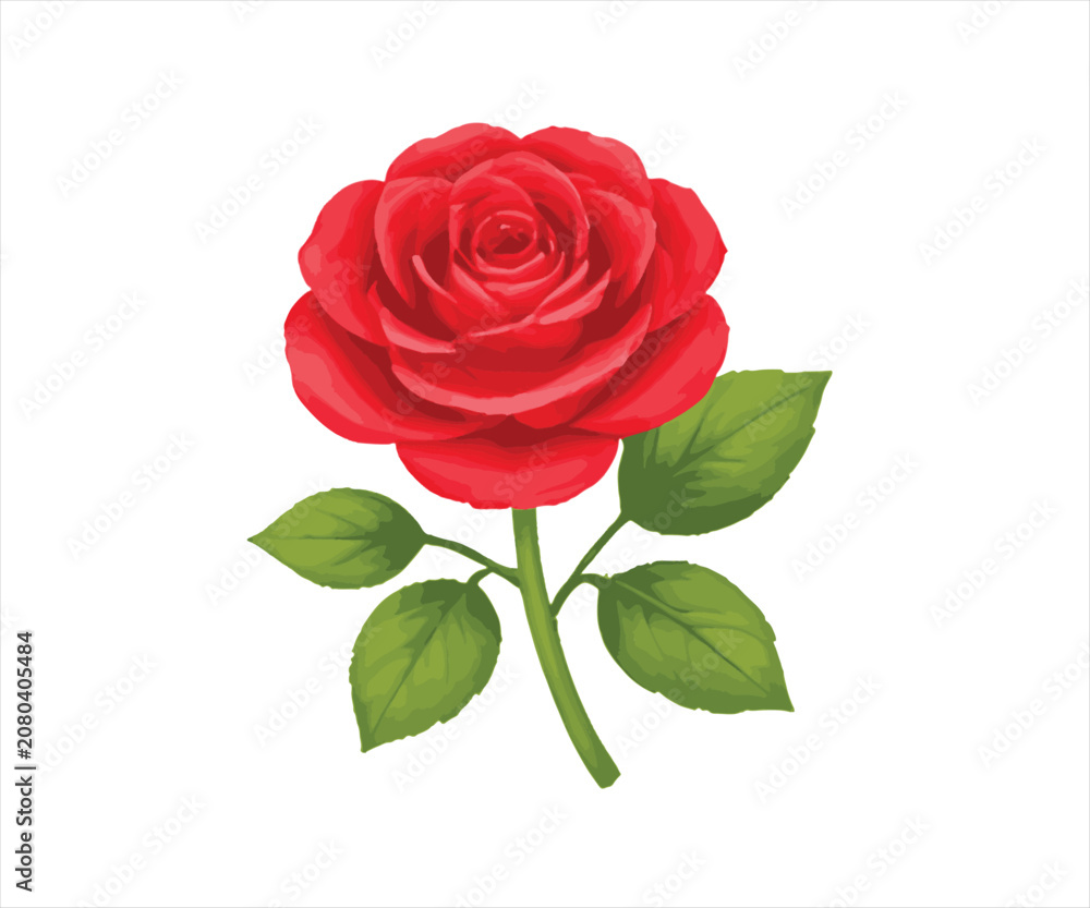 Fototapeta premium Red Rose Flower Illustration