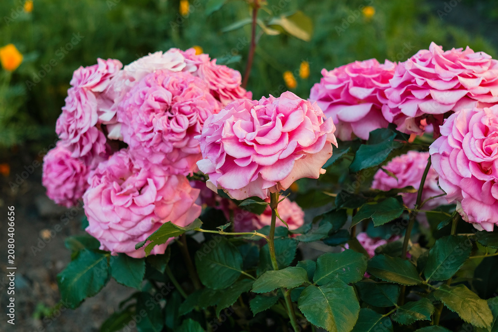 Obraz premium Blooming pink rose shrubs showcase layers of delicate petals, creating a colorful and elegant outdoor garden scene.