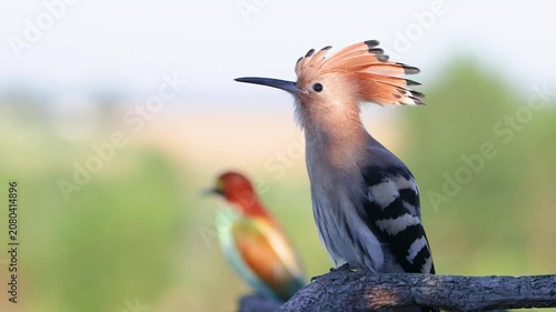 Eurasian Hoopoe calling and interacting with a Bee-eater