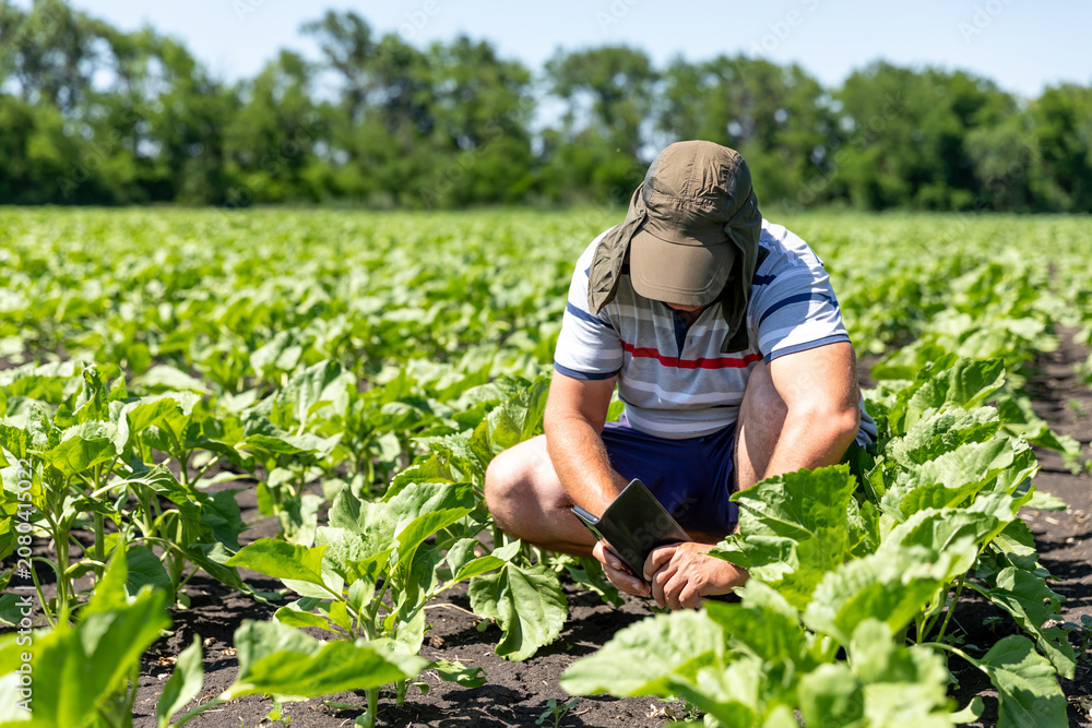 Fototapeta premium Male farmer in a sun hat crouches in a field of green plants while using a tablet to monitor crop growth under clear blue sky