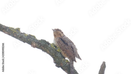 Eurasian Wryneck Jynx torquilla resting quietly on a textured branch against a bright sky