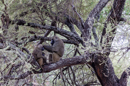 Tarangire, Tanzania - 24 June 2026 - Baboons in the Tarangire National Park
