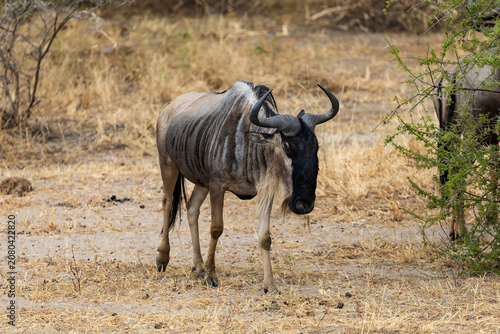 Tarangire, Tanzania - 24 June 2026 - Wildebeest in the Tarangire National Park