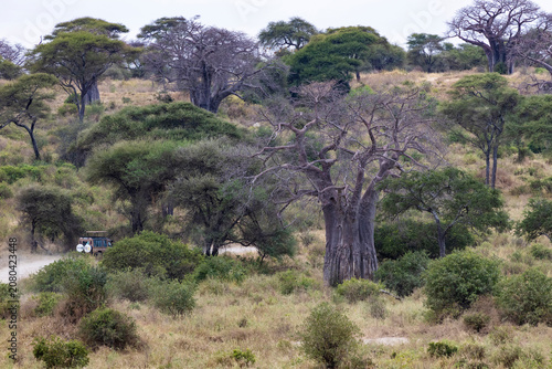 Tarangire, Tanzania - 24 June 2026 - Baobab in the Tarangire National Park