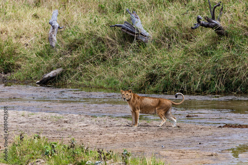 Tarangire, Tanzania - 24 June 2026 - Lioness in the Tarangire National Park