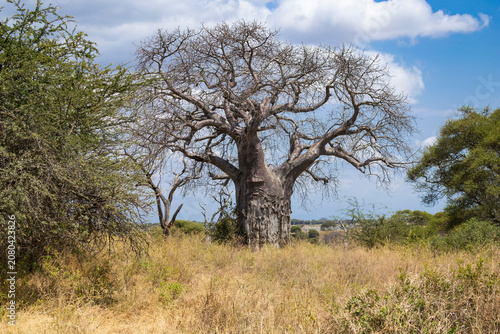 Tarangire, Tanzania - 24 June 2026 - Baobab in the Tarangire National Park