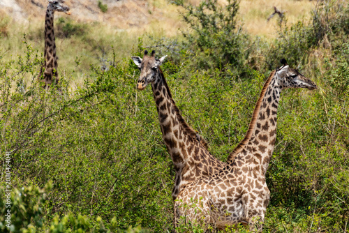 Tarangire, Tanzania - 24 June 2026 - Giraffa in the Tarangire National Park