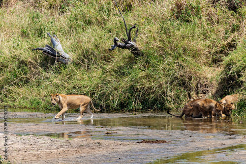 Tarangire, Tanzania - 24 June 2026 - Lioness in the Tarangire National Park