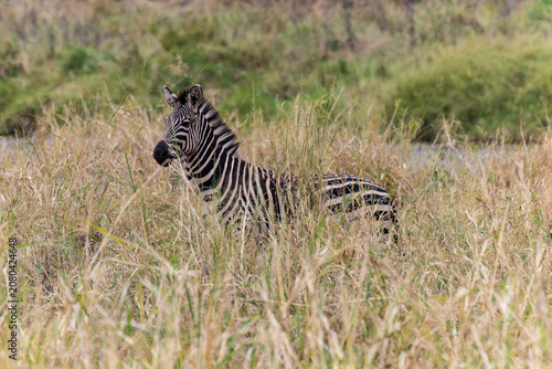 Tarangire, Tanzania - 24 June 2026 - Zebra in the Tarangire National Park