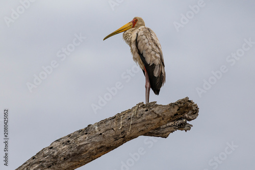 Tarangire, Tanzania - 24 June 2026 - Stork in the Tarangire National Park