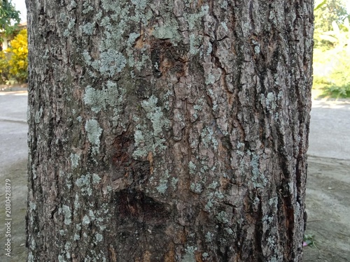 Foto "The thick and rough bark of a mango tree has a layered surface that develops vertical fissures (longitudinal cracks) as the tree matures