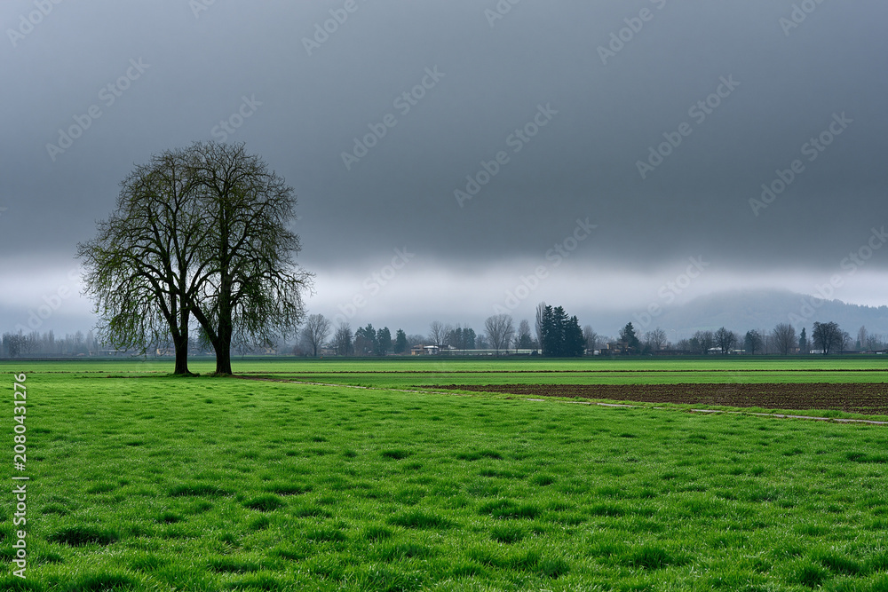 Naklejka premium Cloudy day with green fields and one tree