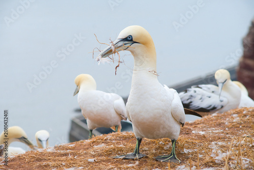 Tableau sur toile Isolated close-up of a northern gannet on the cliff of Helgoland gathering mater