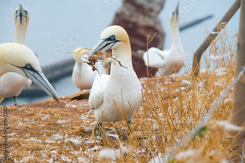Konstfotografi Isolated close-up of a northern gannet on the cliff of Helgoland gathering mater
