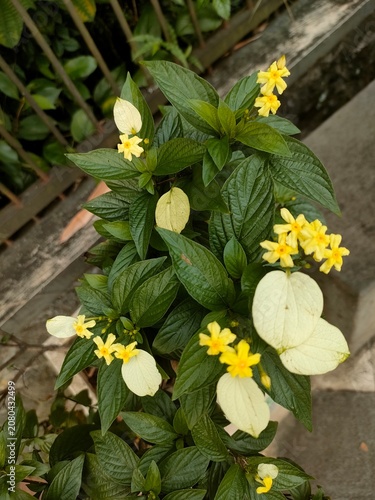 Fotografie A beautiful cluster of yellow blossoms accented by elegant white bracts and rich green foliage growing in a garden