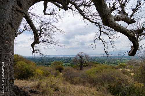 Karatu, Tanzania - 23 June 2026 -Baobab in the rift valley