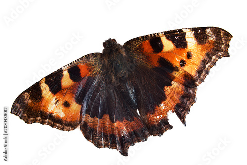 Small tortoiseshell (Aglais urticae) butterfly isolated with detailed wing pattern shown against clean white background