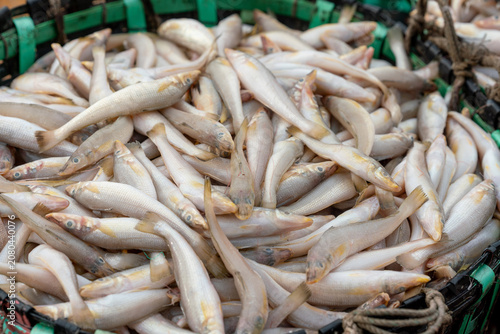 Photos Freshly harvested small silver fish piled in a green wicker basket at a traditional wholesale fish market