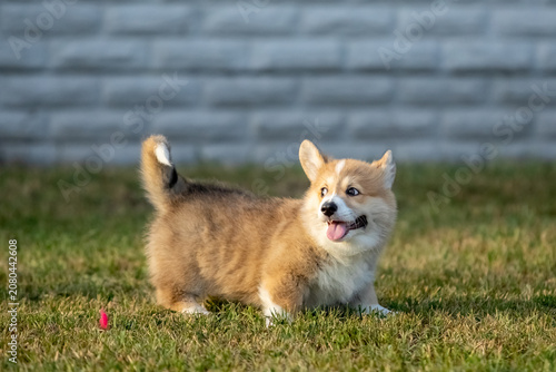 Pembroke Welsh Corgi Puppy Running on Green Grass Outdoors