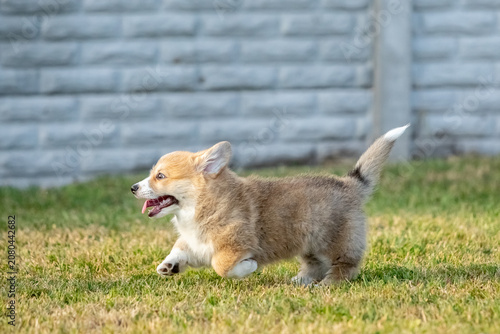 Pembroke Welsh Corgi Puppy Running on Green Grass Outdoors