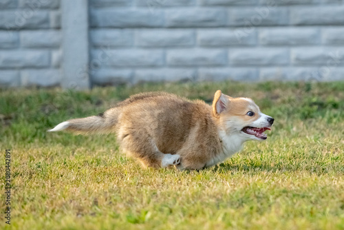 Pembroke Welsh Corgi Puppy Running on Green Grass Outdoors