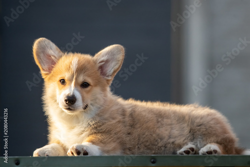 Pembroke Welsh Corgi Puppy Running on Green Grass Outdoors