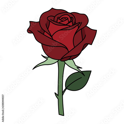 Red rose flat vector illustration