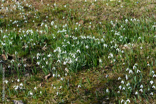 A slightly high-angle shot of a field of hundreds of small, white snowdrop flowers (Galanthus nivalis) blooming amidst green grass in early spring
