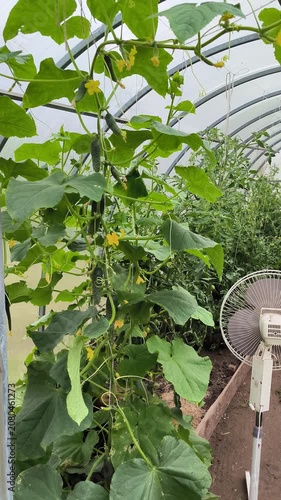 tomato plants in greenhouse